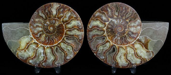 Sliced Fossil Ammonite Pair - Agatized #45487